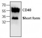 CD40 Antibody